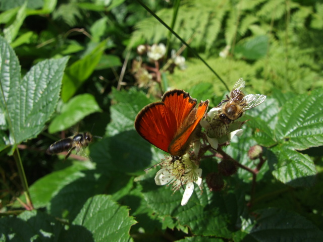 DSCF0603.JPG
