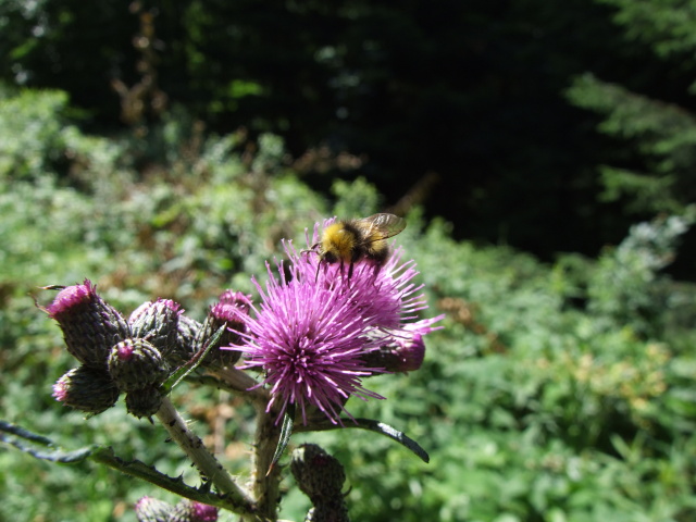 DSCF0671.JPG