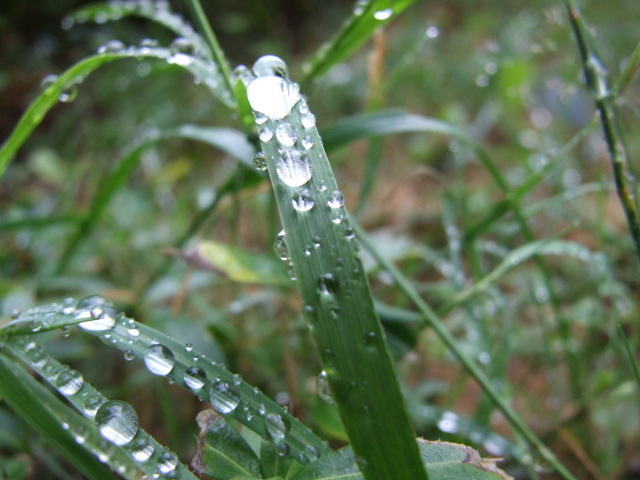 DSCF0956.JPG