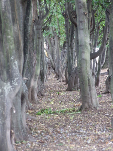 DSCF0683.JPG